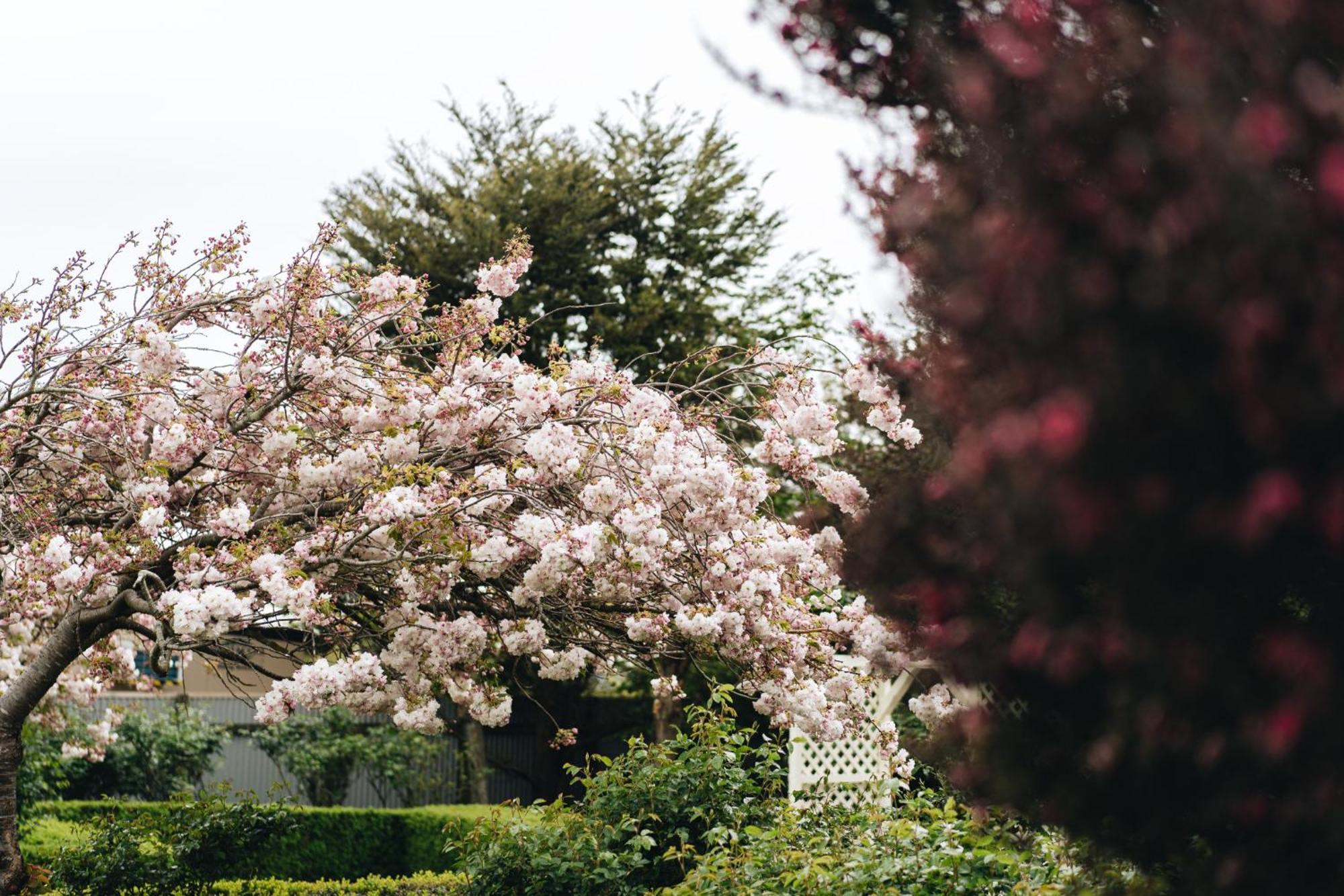 Brackenridge Country Retreat & Spa Martinborough Esterno foto